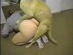Muscular pitbull pounding an dilettante milf from the back 